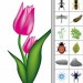 Adobe Illustrator ile Gel..