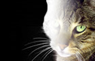 Photoshop CS5: Dekupe Teknikleri